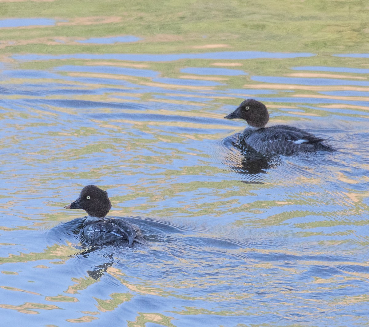 Common Goldeneye - ML418028121