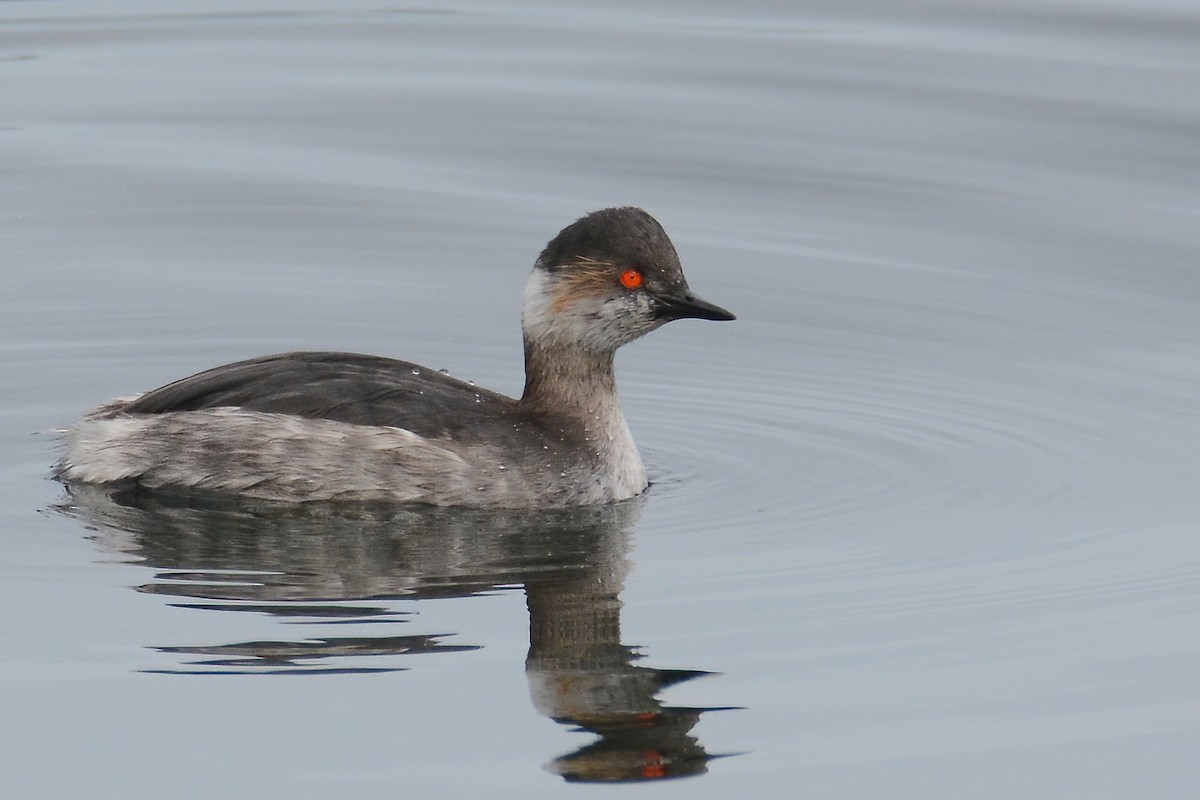 Eared Grebe - Ergün Cengiz