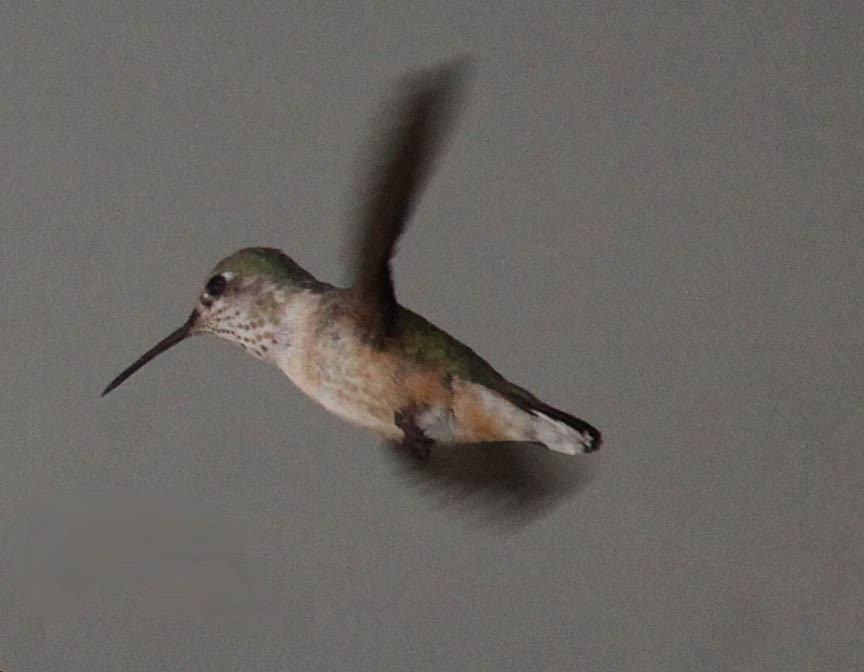 Calliope Hummingbird - ML41803121