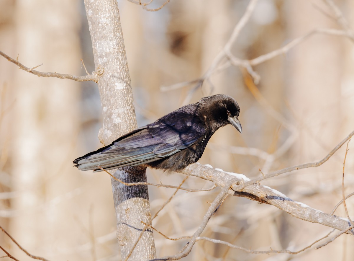 American Crow - ML418031481