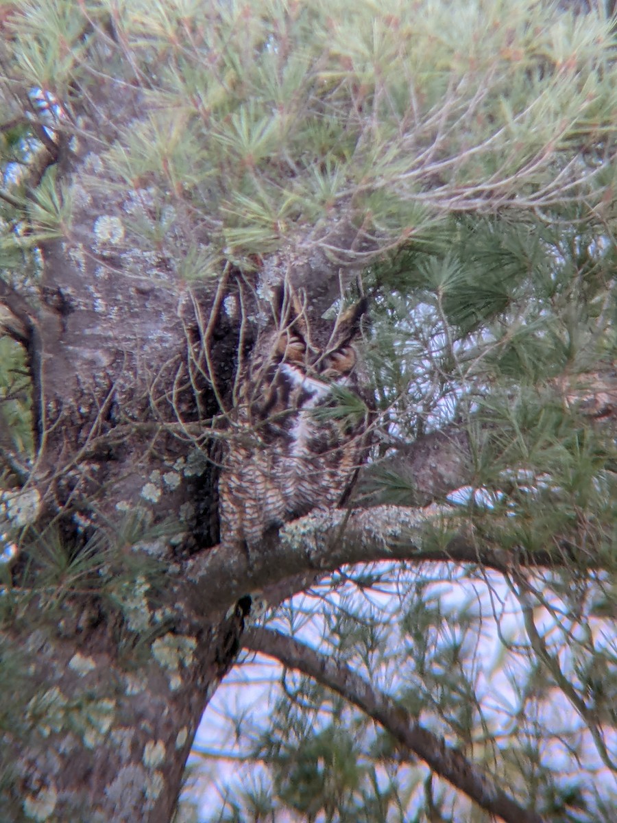 Great Horned Owl - ML418032421