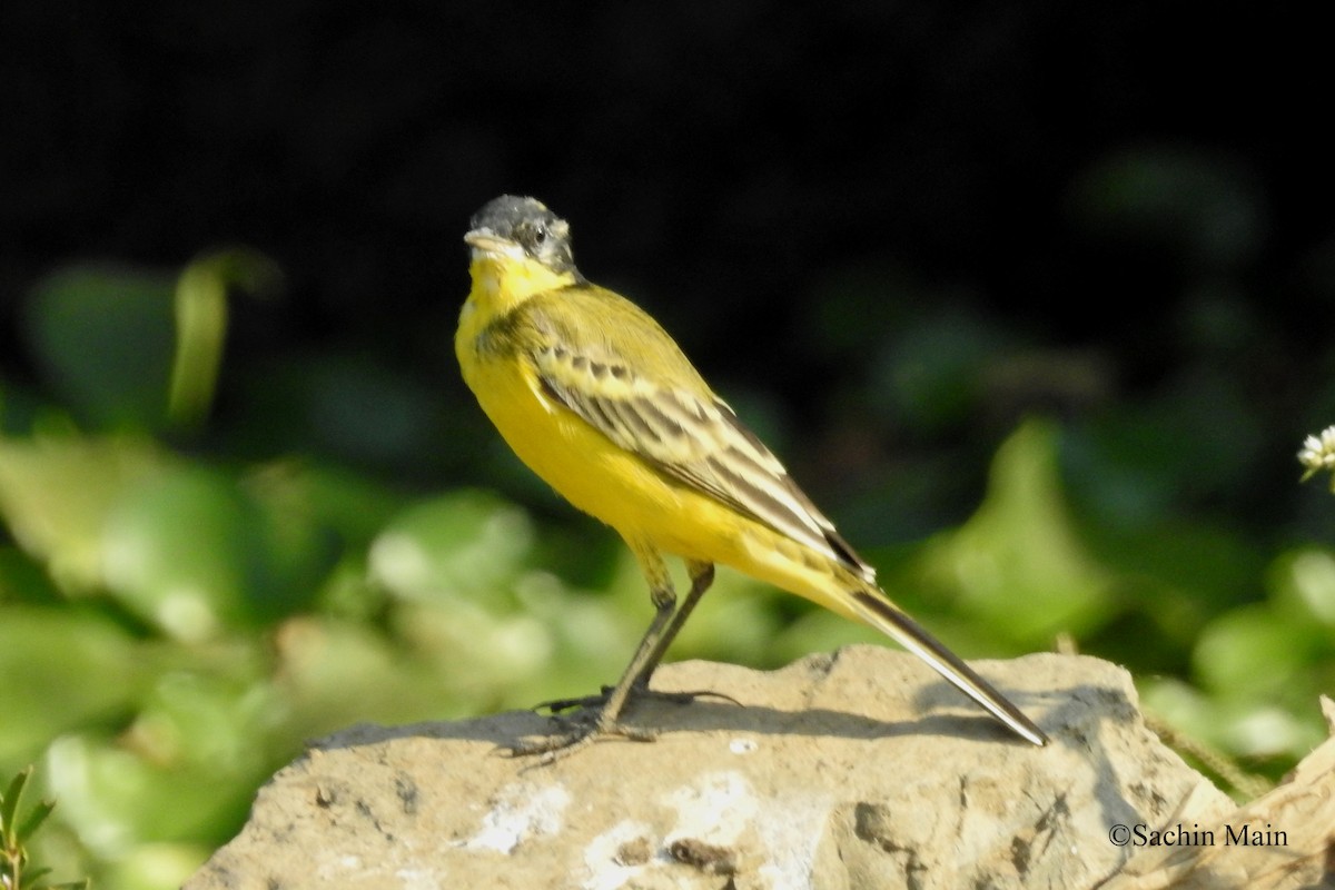Western Yellow Wagtail (feldegg) - ML418032551