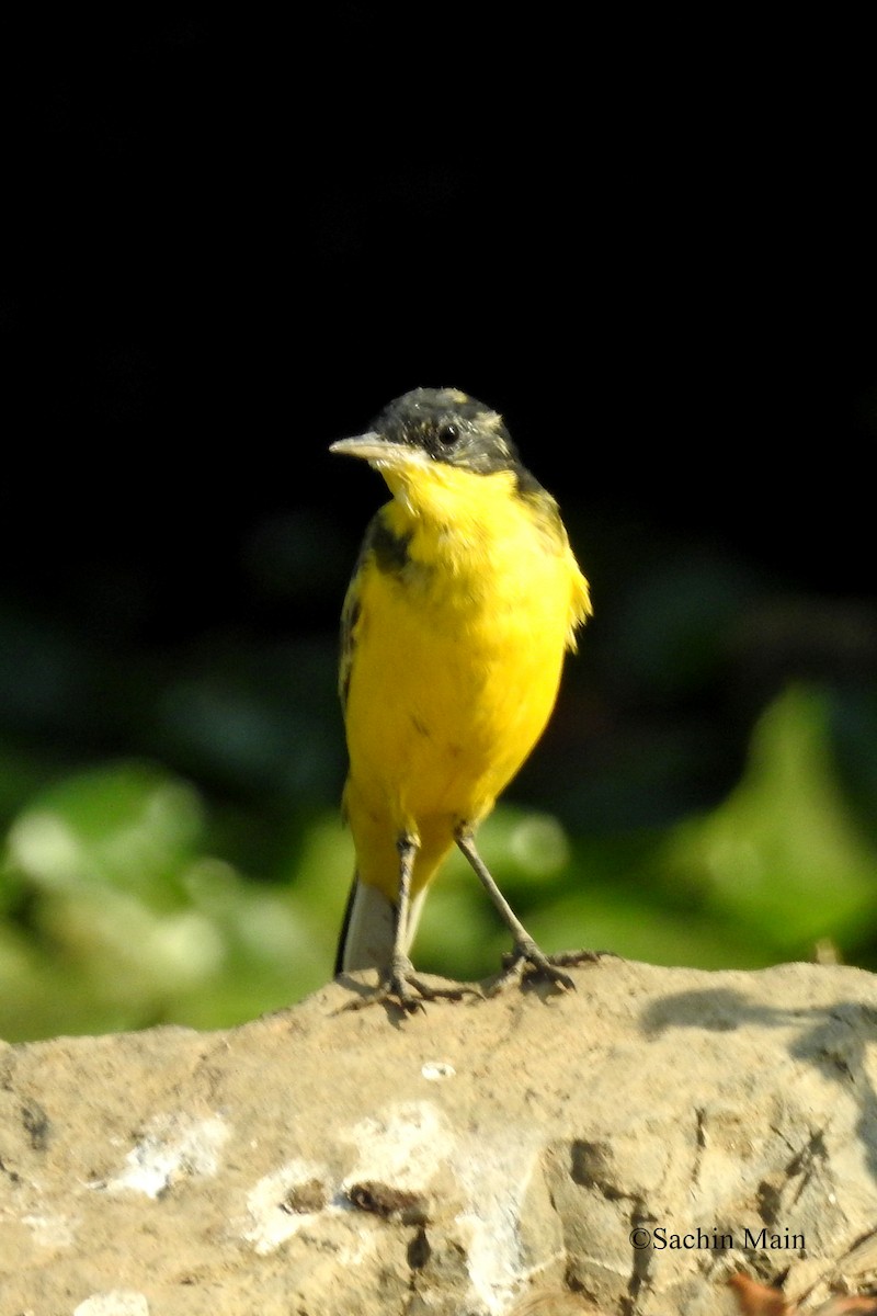 Western Yellow Wagtail (feldegg) - ML418032871