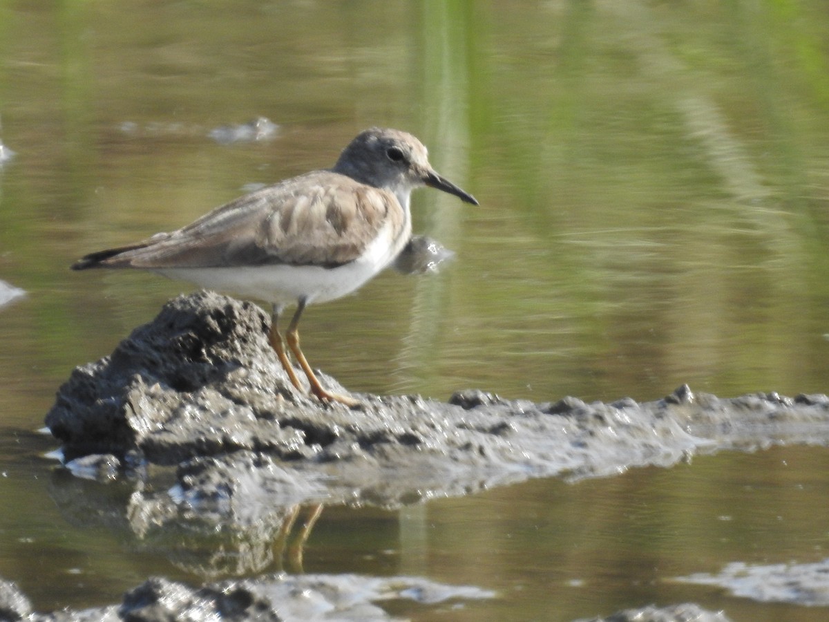Little Stint - ML418033461