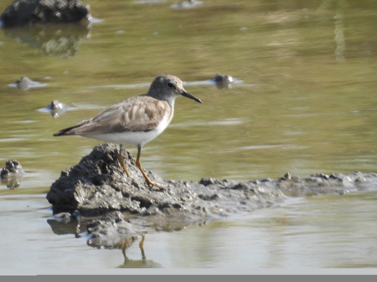 Little Stint - ML418033501