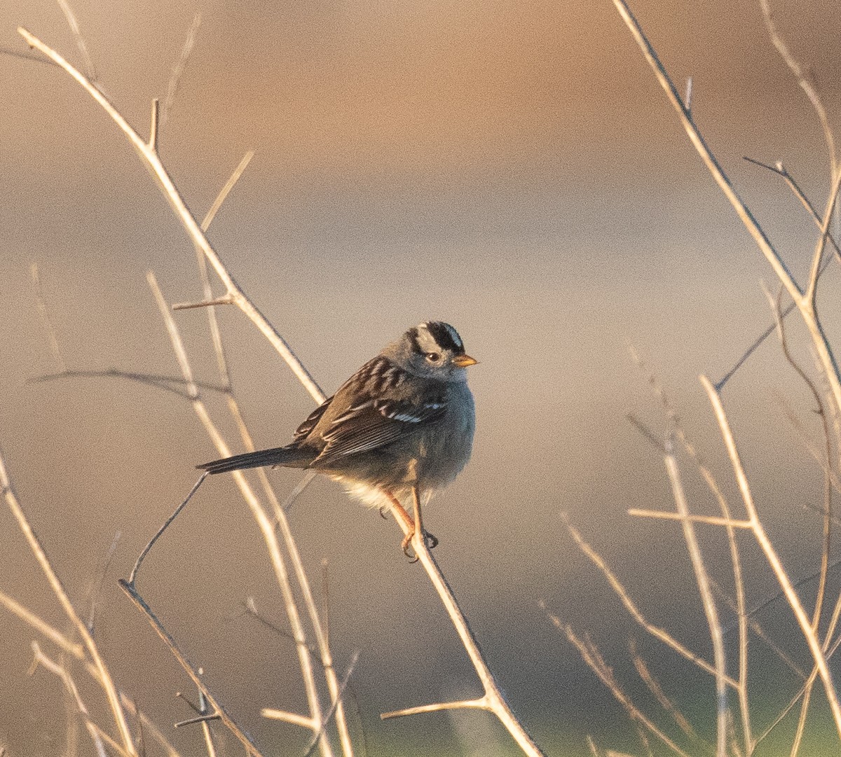 White-crowned Sparrow - Kathleen Kent