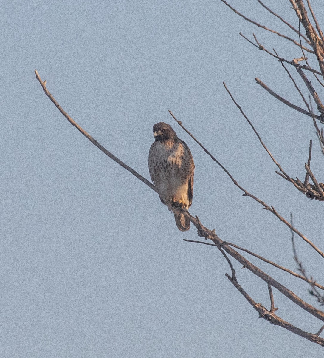 Red-tailed Hawk - ML418034391