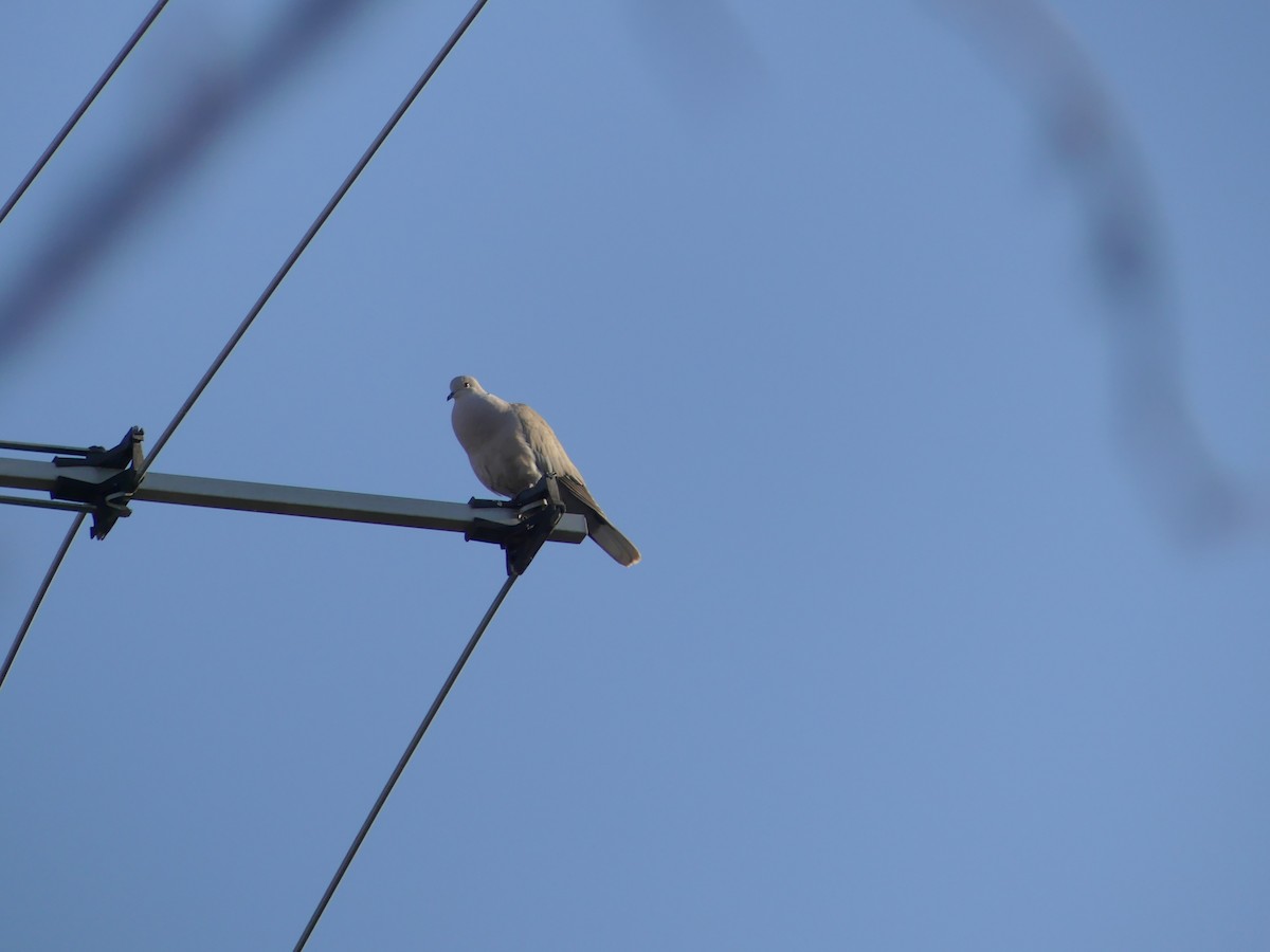 Eurasian Collared-Dove - Ernesto Martinez