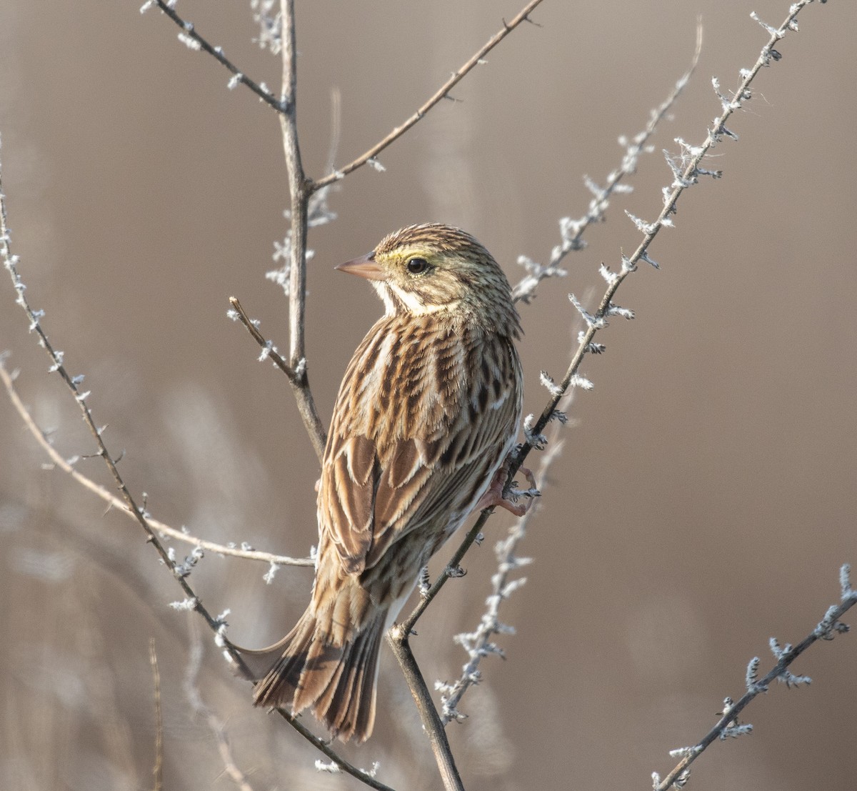 Savannah Sparrow - Kathleen Kent