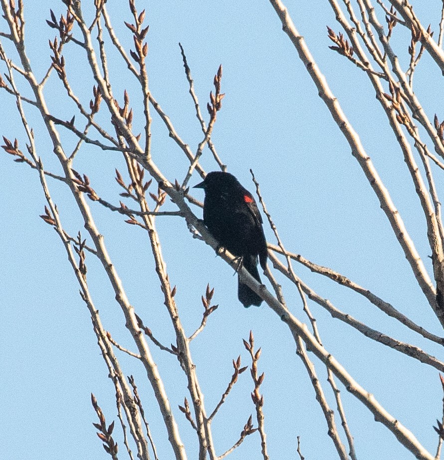 Red-winged Blackbird - Kathleen Kent