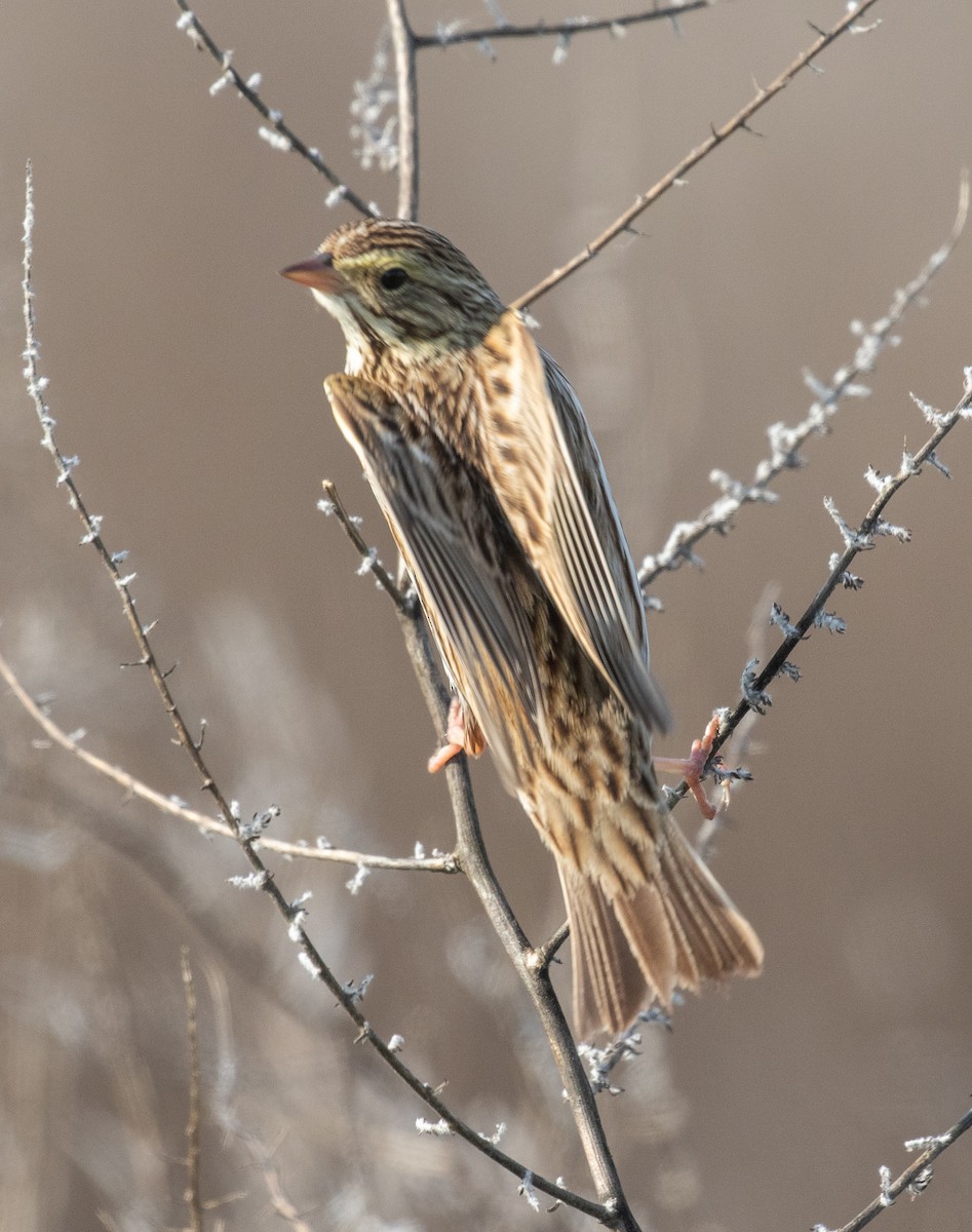 Savannah Sparrow - Kathleen Kent