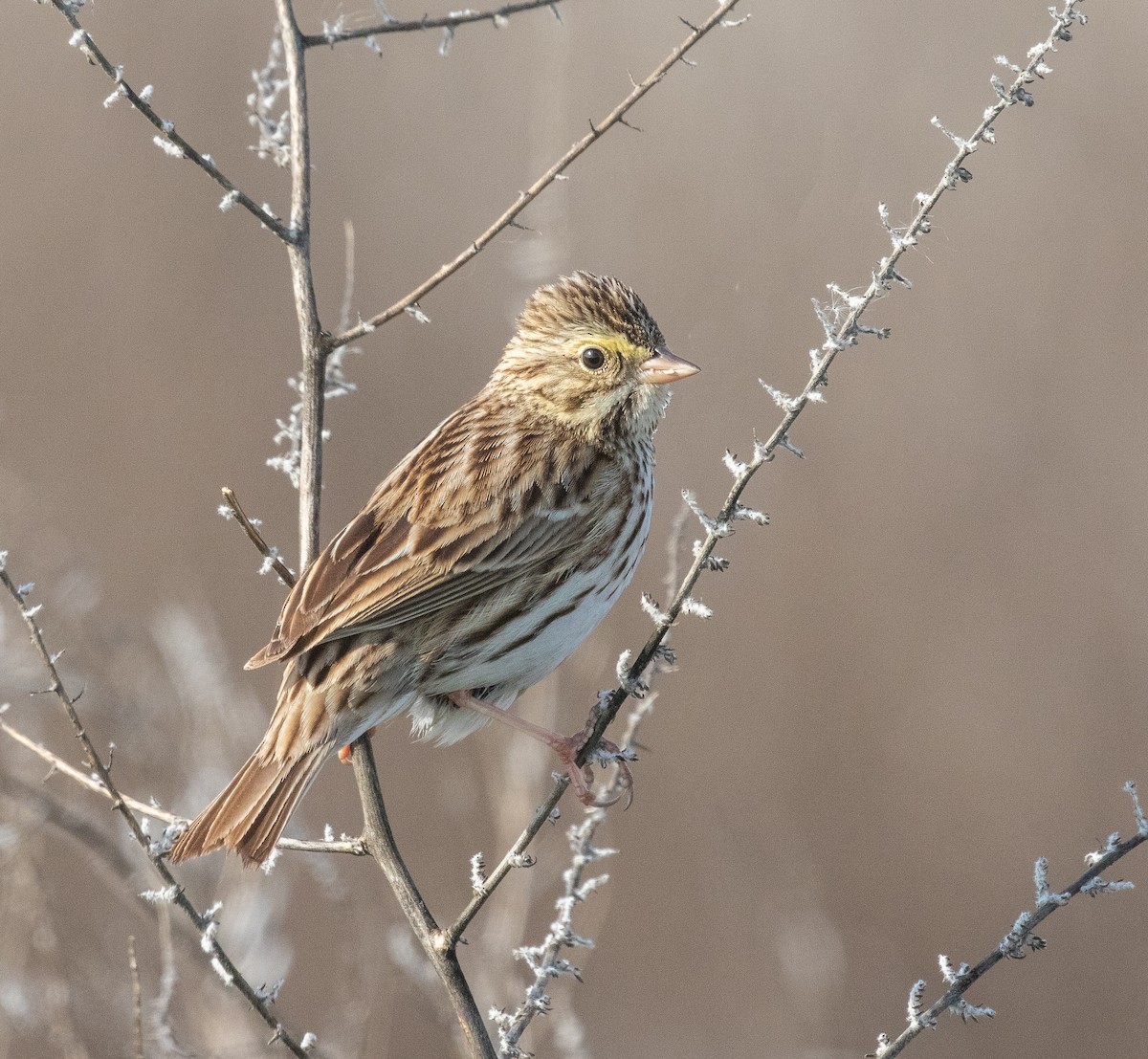 Savannah Sparrow - ML418034601