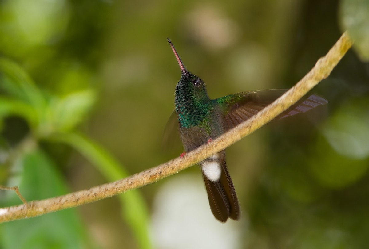 Bronze-tailed Plumeleteer - ML418034621