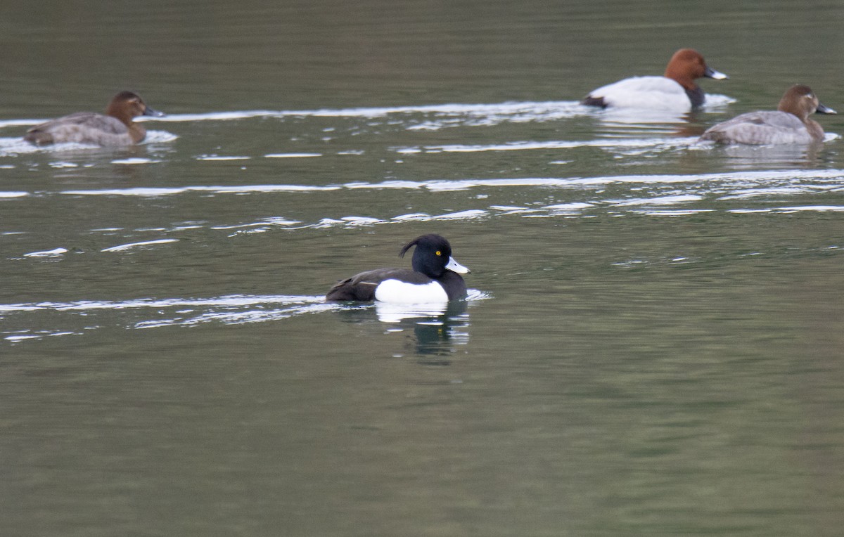 Tufted Duck - ML418034741