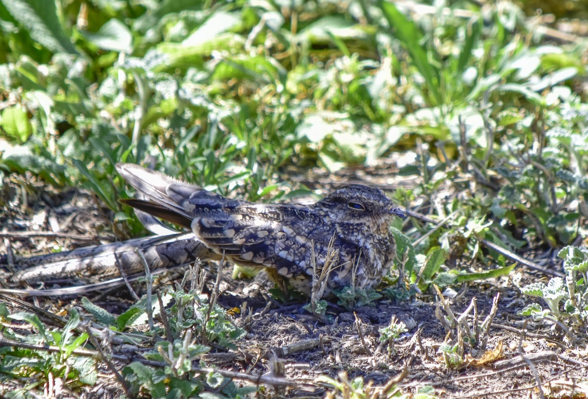 Scissor-tailed Nightjar - ML418034841