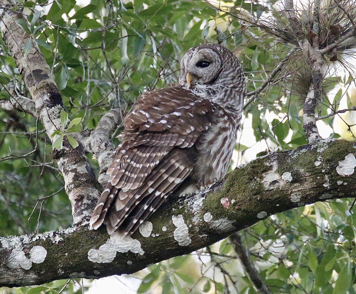 Barred Owl - ML418035571