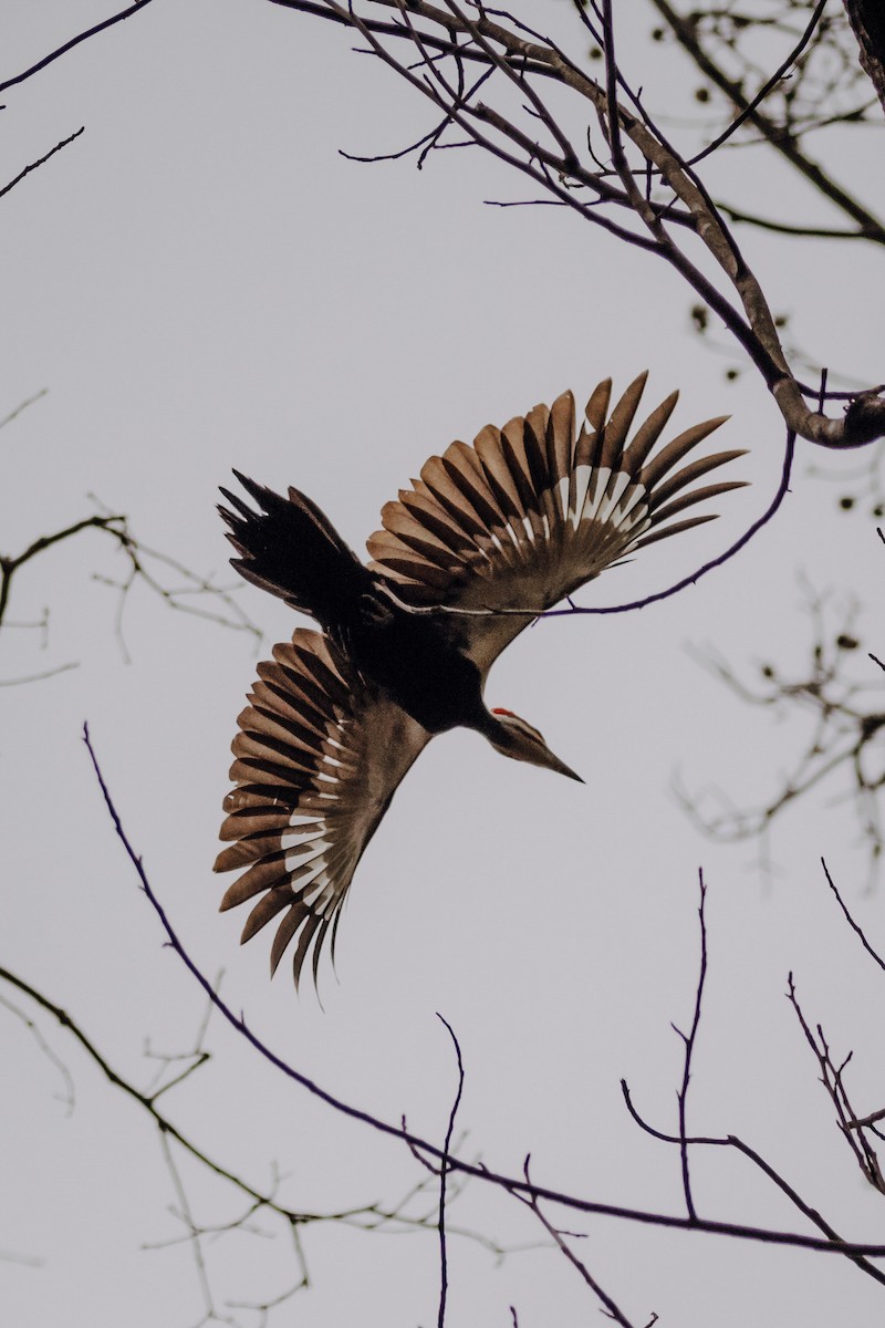 Pileated Woodpecker - Erin Maxwell