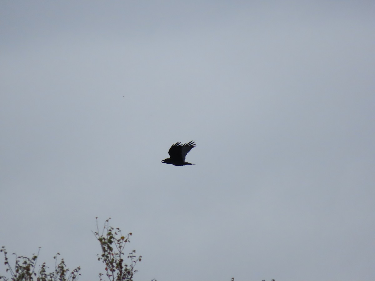 Common Raven - ML418038221