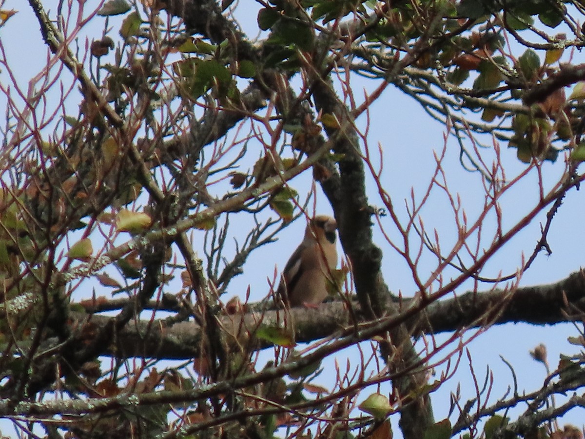 Hawfinch - ML418038361