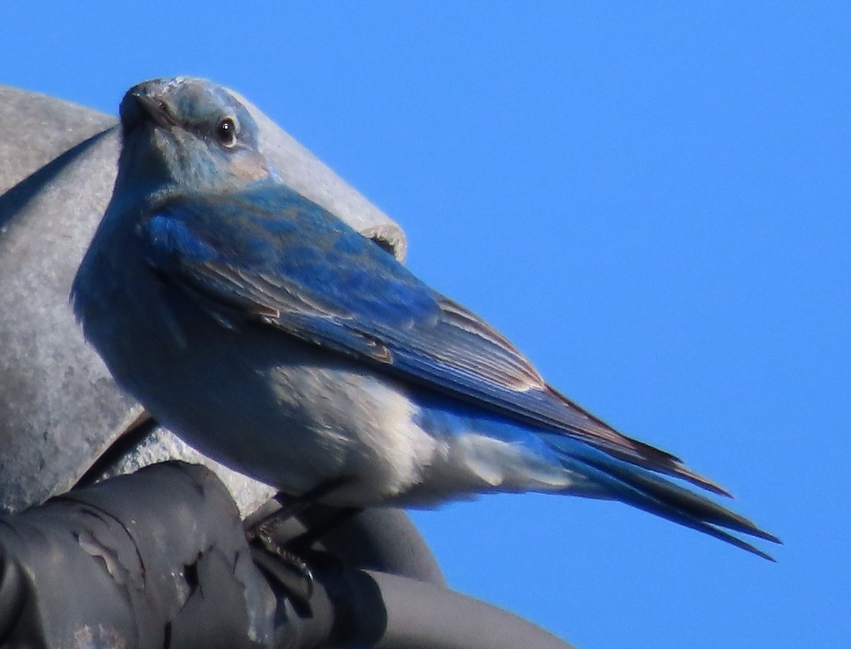 Mountain Bluebird - ML418038771