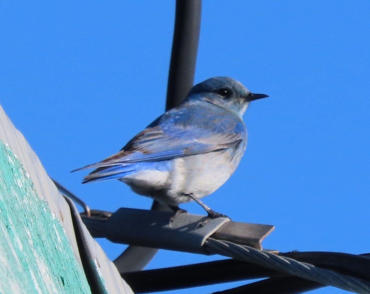Mountain Bluebird - ML418038781