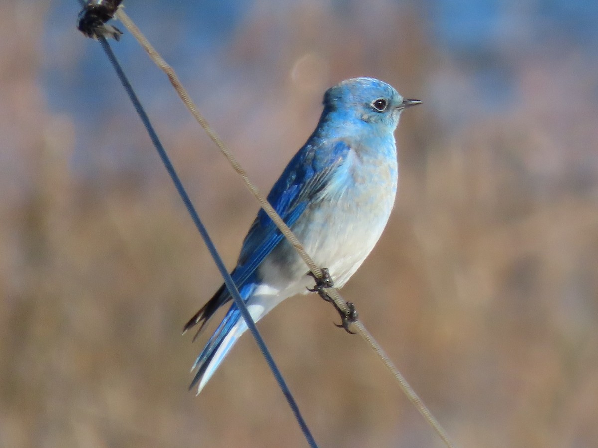 Mountain Bluebird - ML418038841