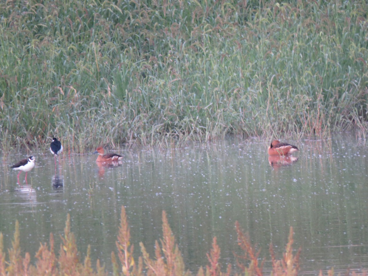 Fulvous Whistling-Duck - Ignacio Escobar Gutiérrez