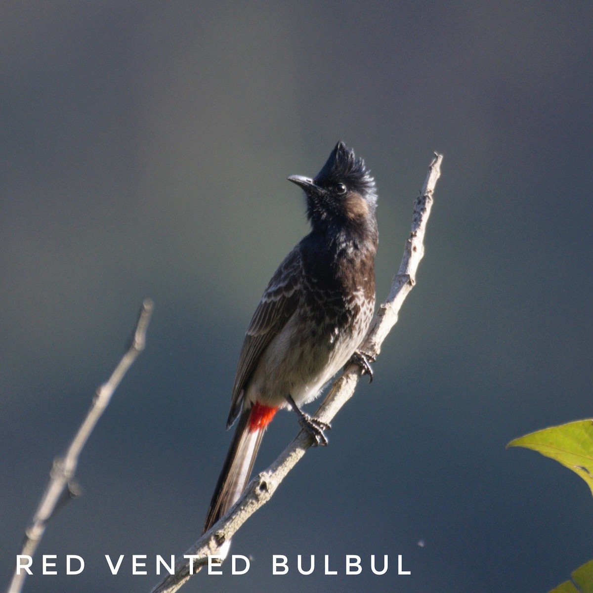 Red-vented Bulbul - ML418040611