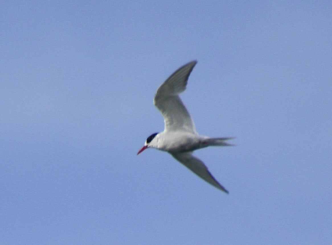 South American Tern - federico nagel