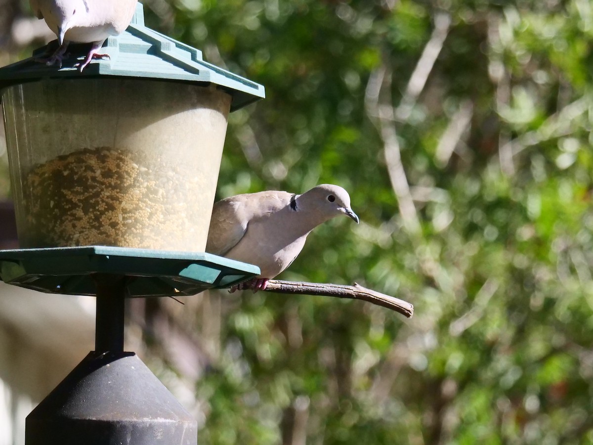 Eurasian Collared-Dove - ML418042351