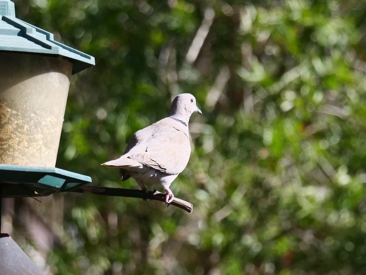 Eurasian Collared-Dove - ML418042371