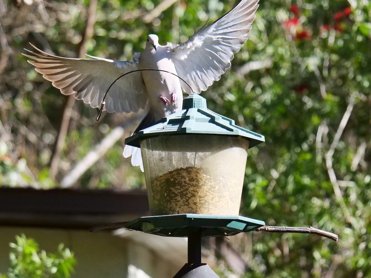 Eurasian Collared-Dove - ML418042411