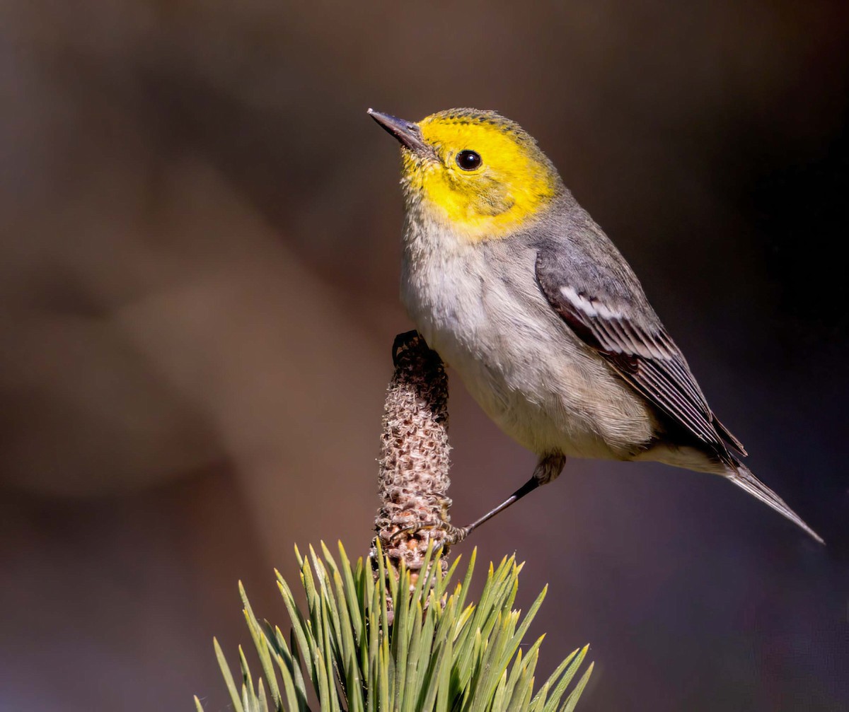 Hermit Warbler - Steve Colwell