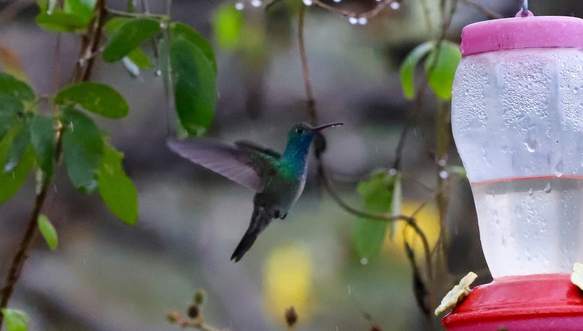 Honduran Emerald - ML418042661