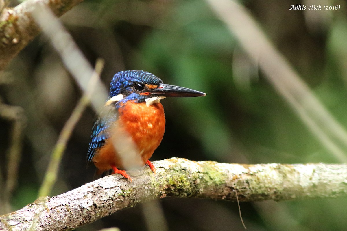 Blue-eared Kingfisher - ML41804351