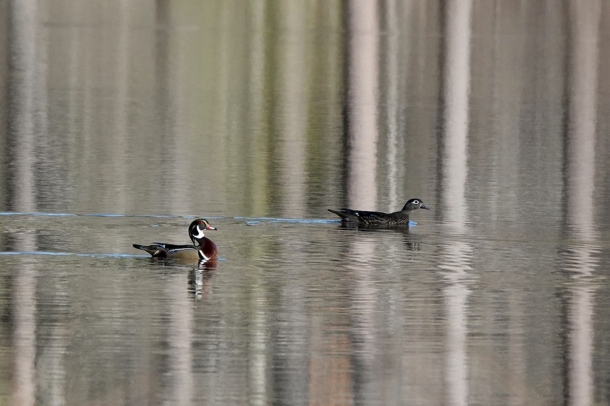 Wood Duck - ML418045391