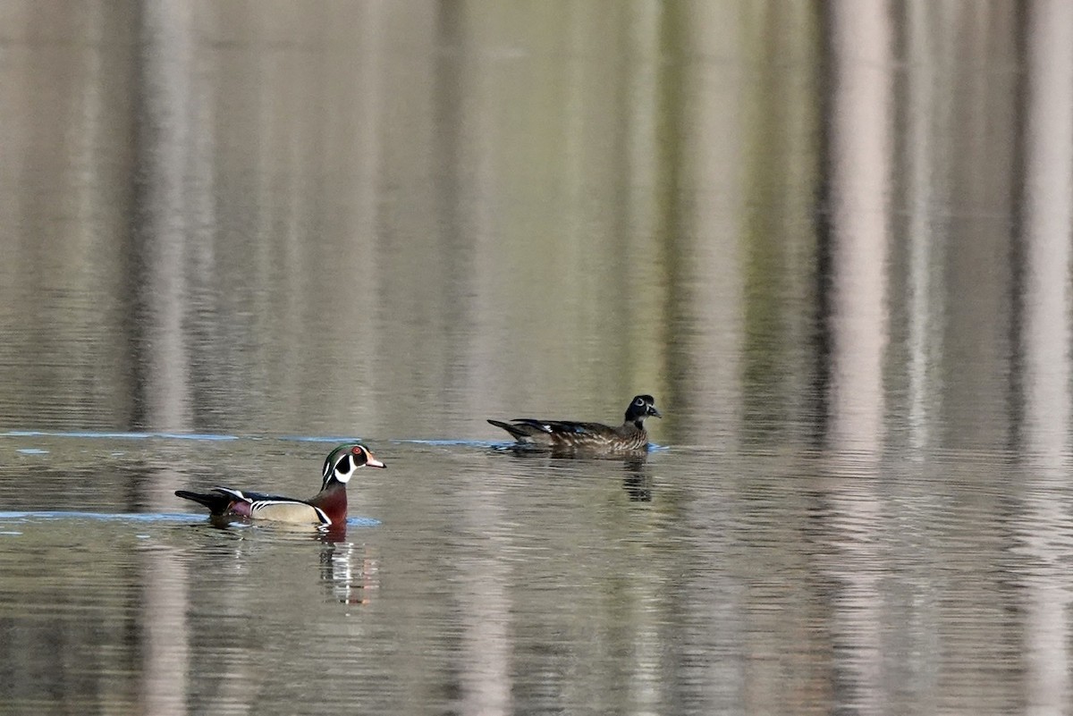 Wood Duck - ML418045411