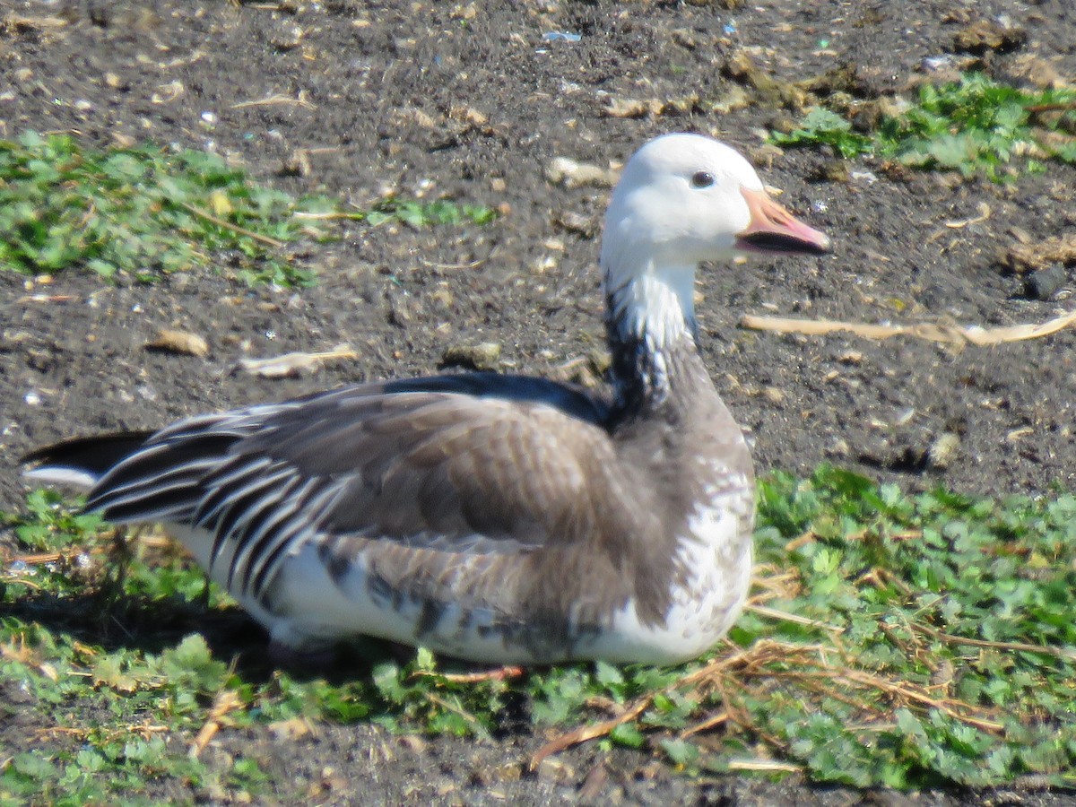 Snow Goose - ML418045911