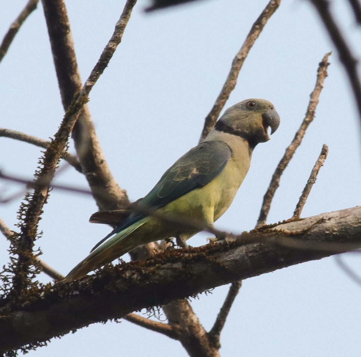 Malabar Parakeet - ML418045921