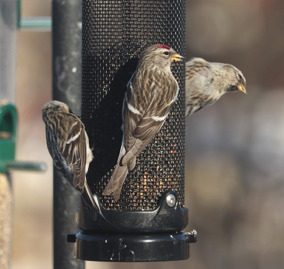 Redpoll (Common) - Clayton Fitzgerald