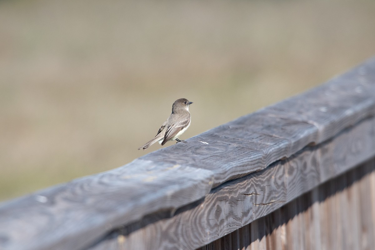 Eastern Phoebe - ML418047721