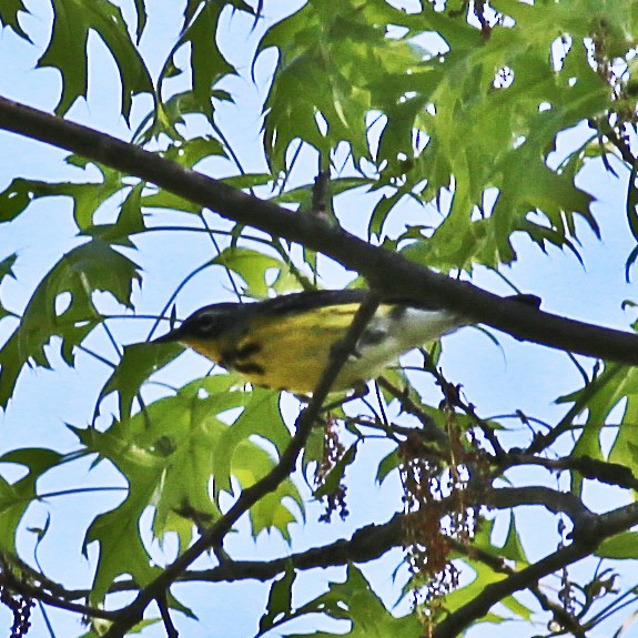 Magnolia Warbler - ML41804821