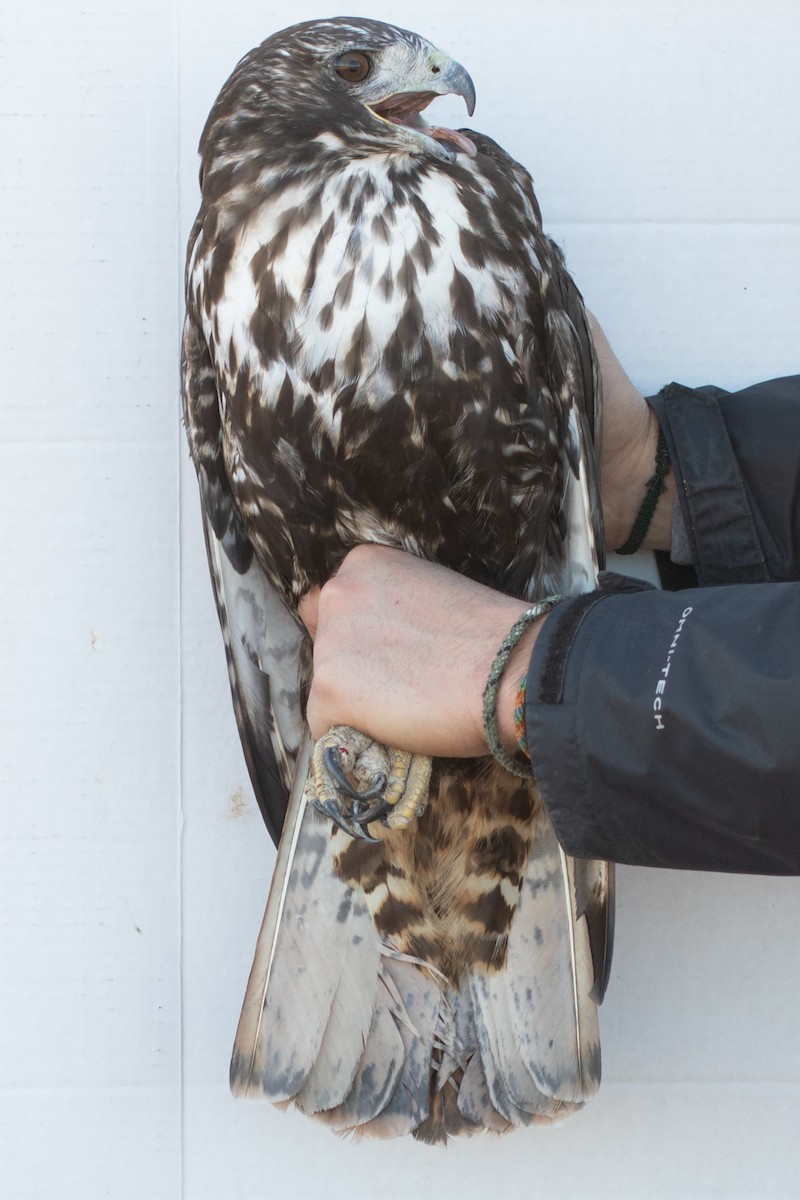 Red-tailed Hawk (Harlan's) - ML418048431