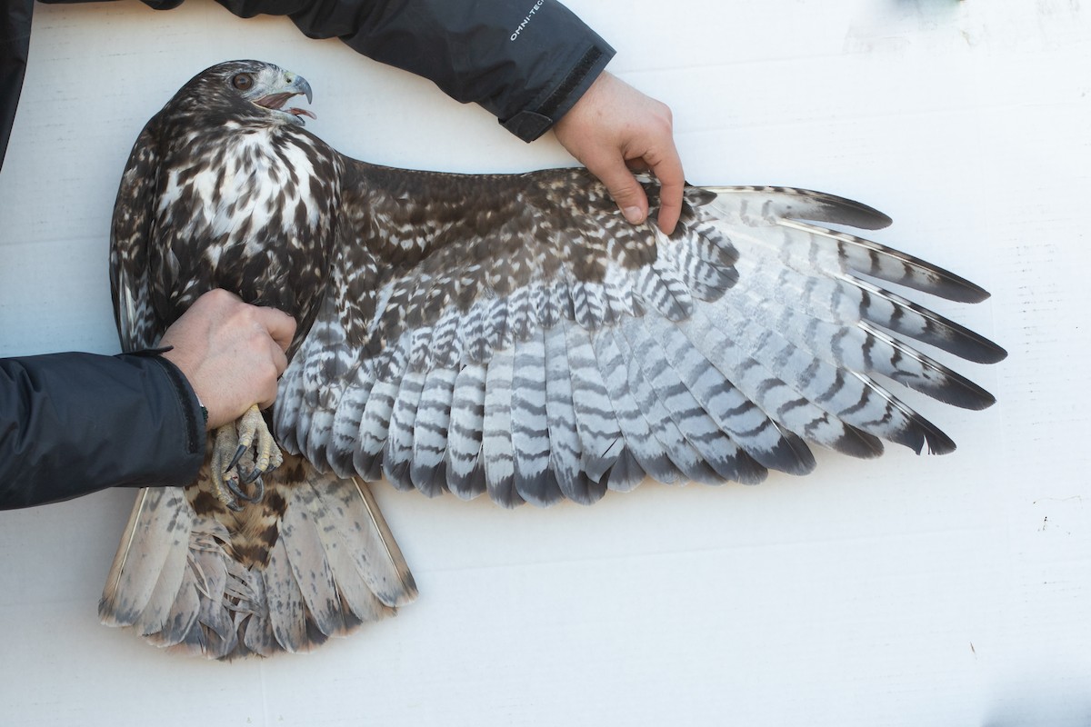 Red-tailed Hawk (Harlan's) - ML418048481