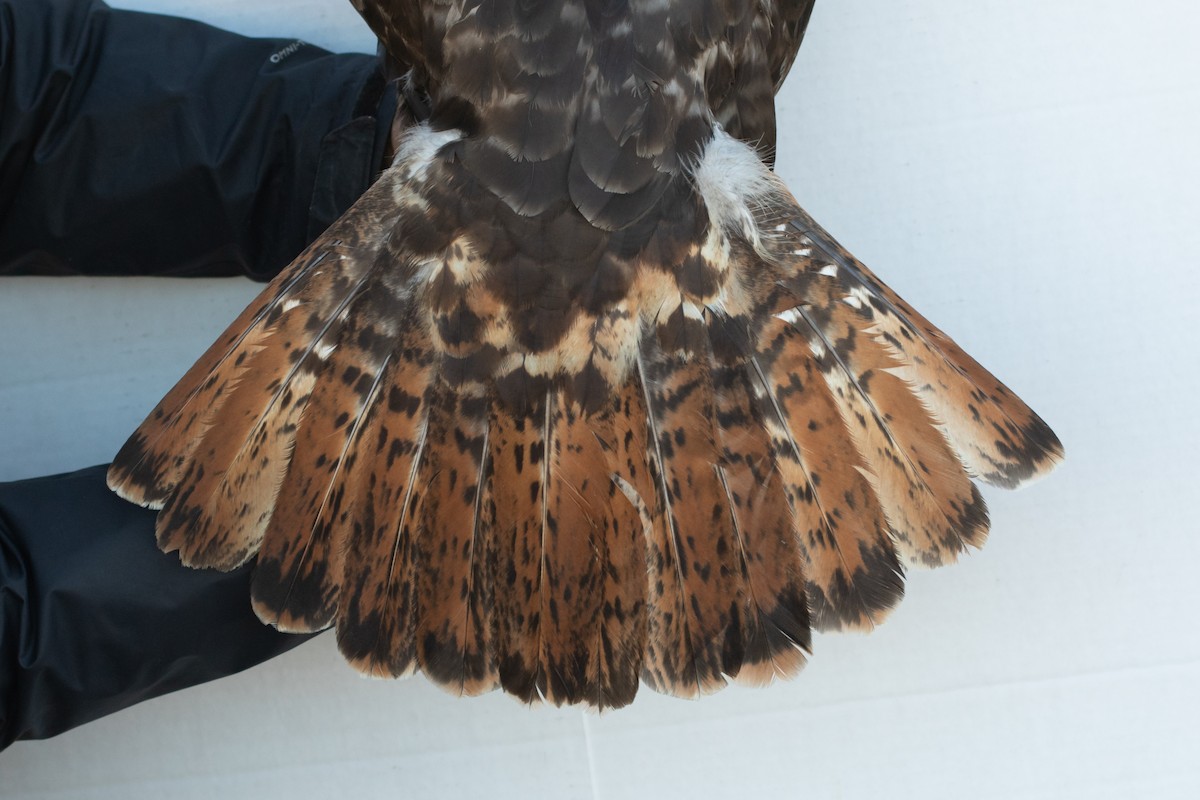 Red-tailed Hawk (Harlan's) - ML418048491