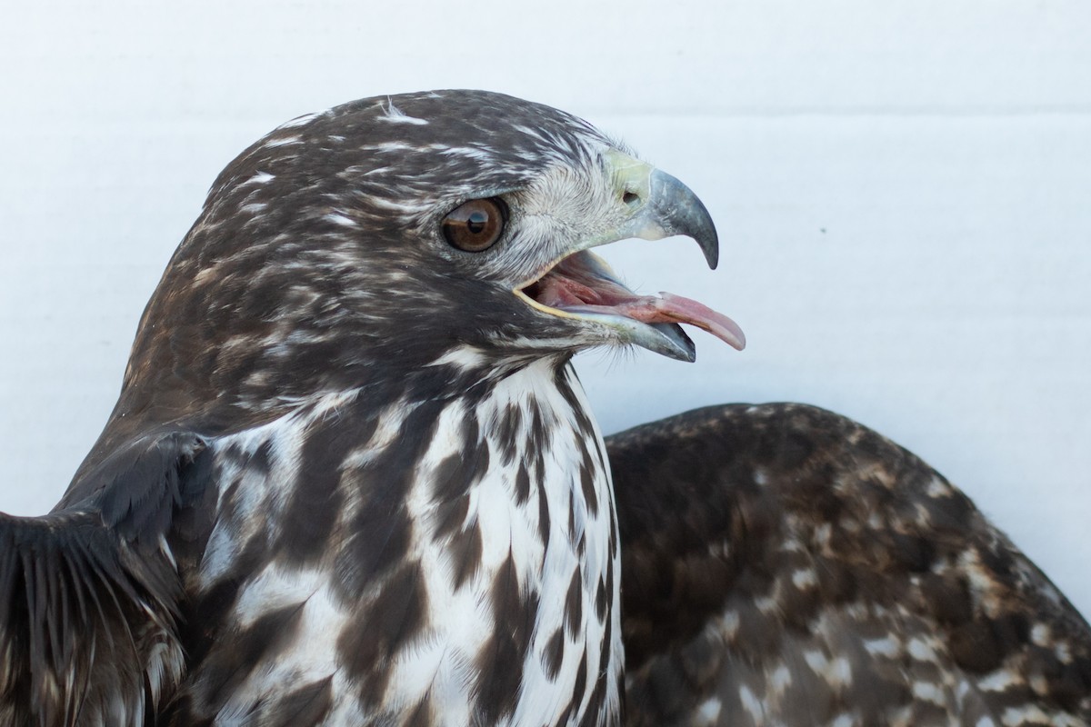 Red-tailed Hawk (Harlan's) - ML418048531