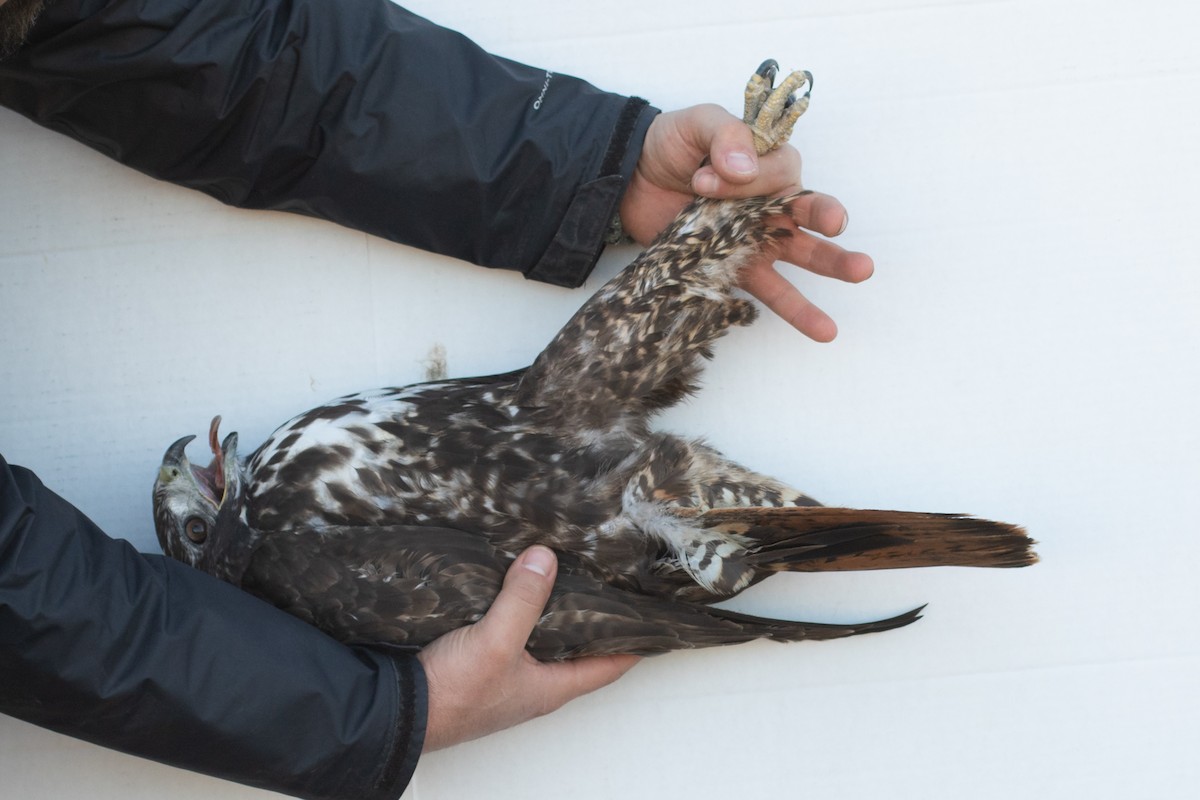 Red-tailed Hawk (Harlan's) - ML418048541