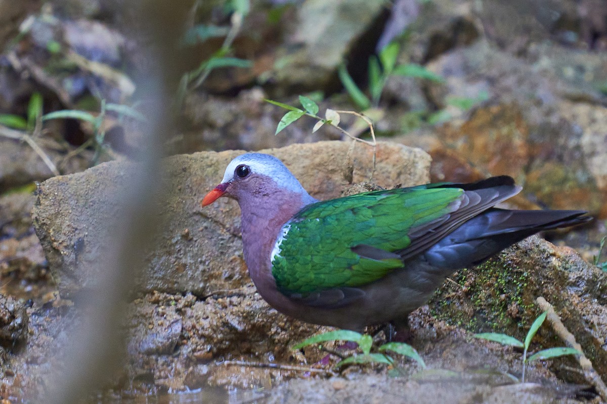 Asian Emerald Dove - ML418049071