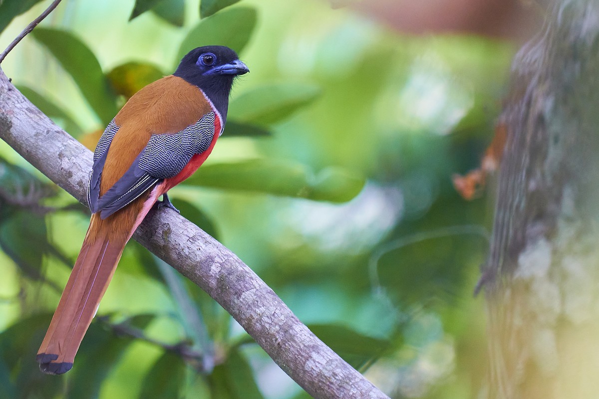 Malabar Trogon - ML418049281