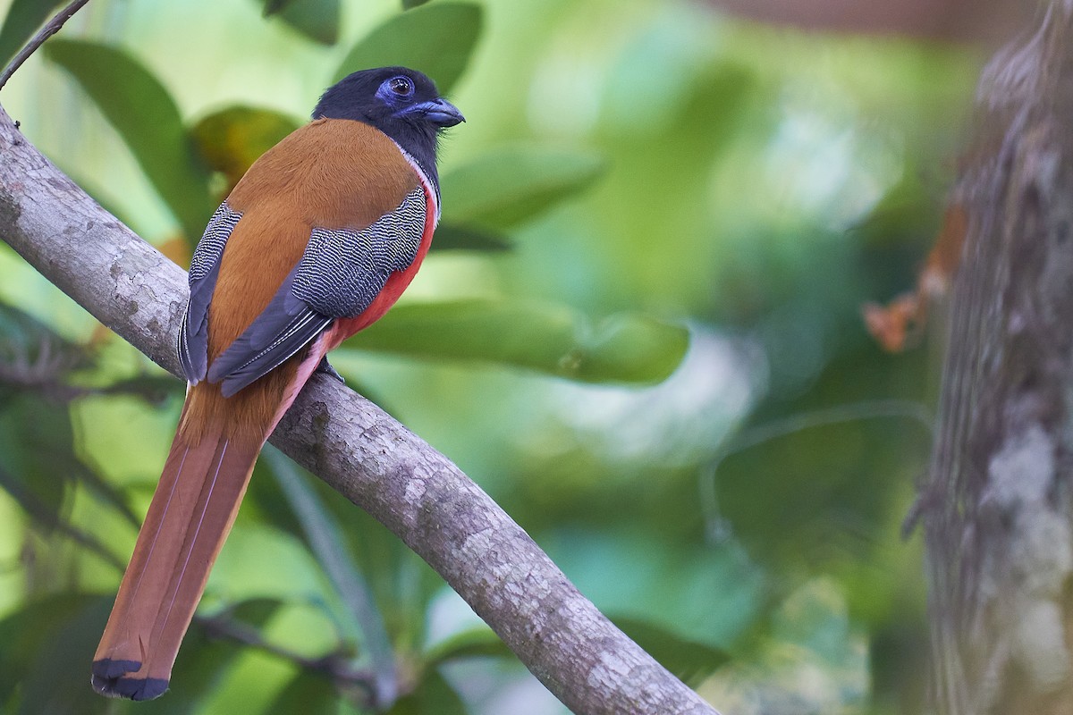 Malabar Trogon - ML418049331